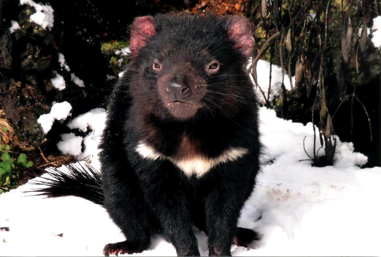 Moina Wombat Cabin 빌라 외부 사진