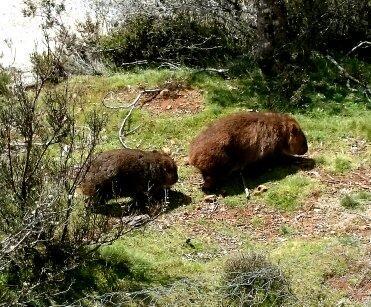 Moina Wombat Cabin 빌라 외부 사진