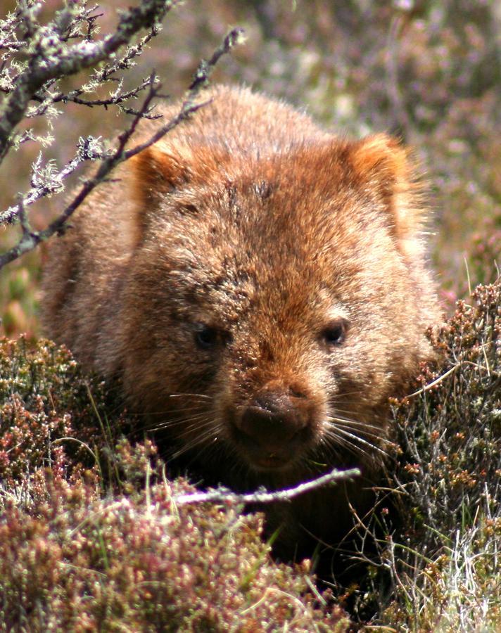 Moina Wombat Cabin 빌라 외부 사진